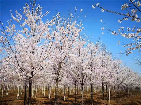 山东泰安樱花种植基地,山东樱花,泰安染井吉野樱花