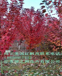 鄂州青枫树发芽率高