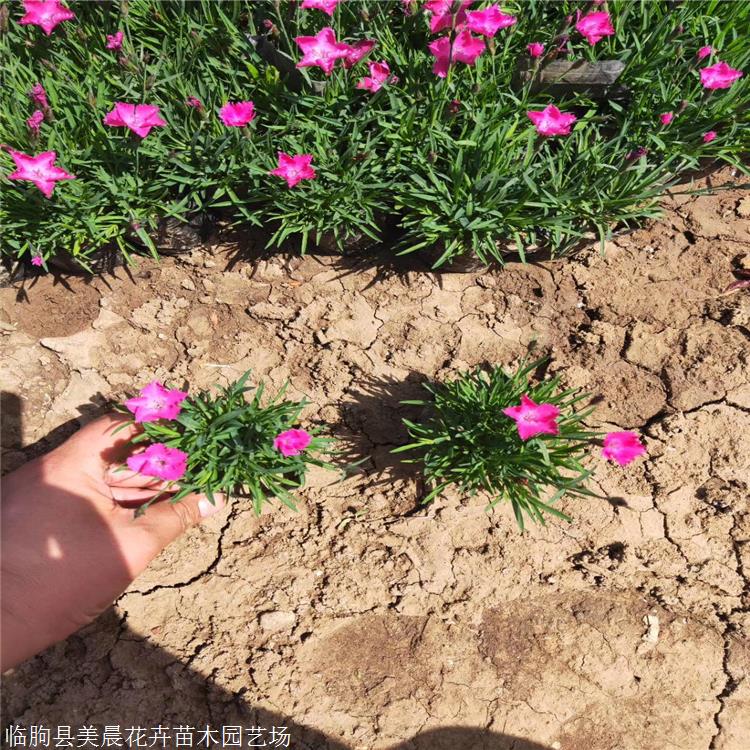 欧石竹苗 欧石竹供应商 开花的草坪 量大从优