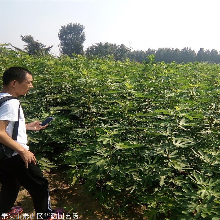 2年的波姬红无花果苗露天种植技术 波姬红无花果苗保证品种