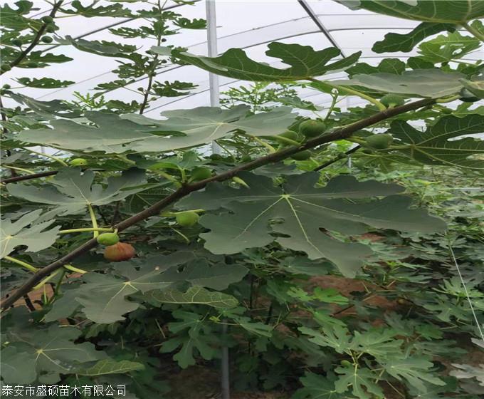 紫苏蕾斯无花果苗报价