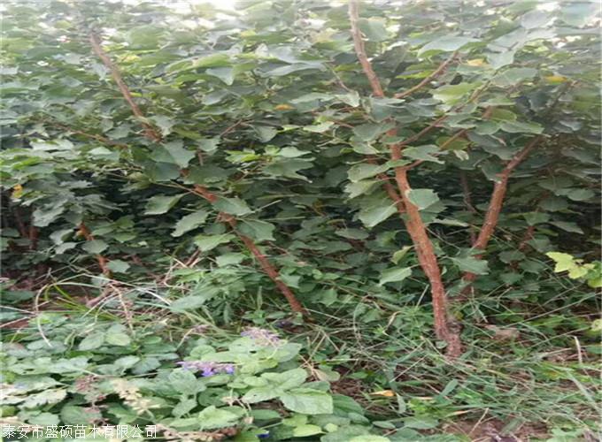 小白杏树苗基地批发