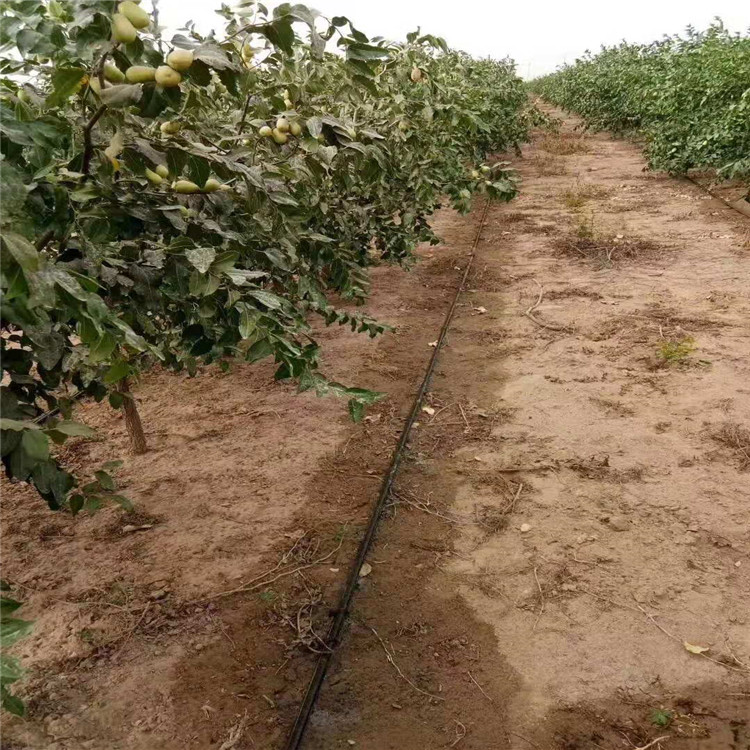 安徽滁州滴灌设备 果园滴灌设备 果树滴灌管