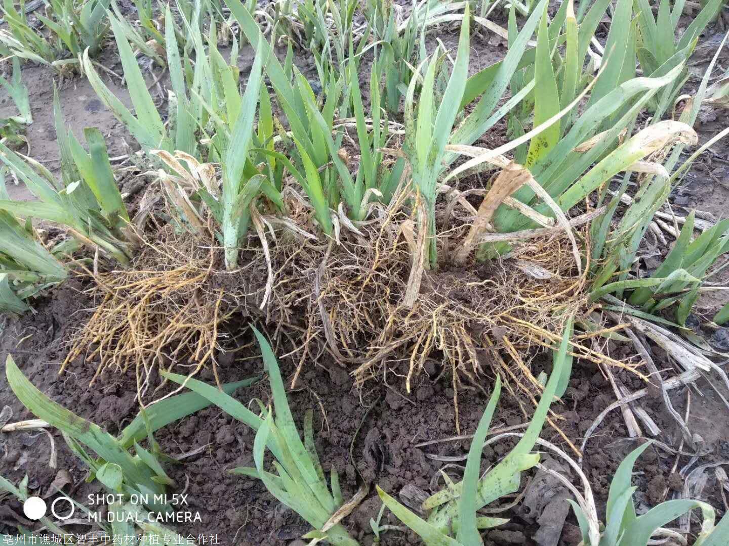 贵州种植射干每亩能挣多少钱