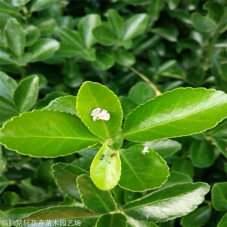 开春供应 大叶黄杨苗 可单株栽植在花境内 青州苗木