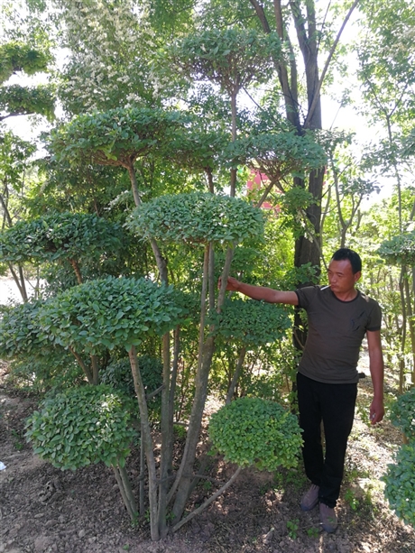首页 农业 盆景 树木盆景 造型女贞树是栩栩如生的艺术形体 更新