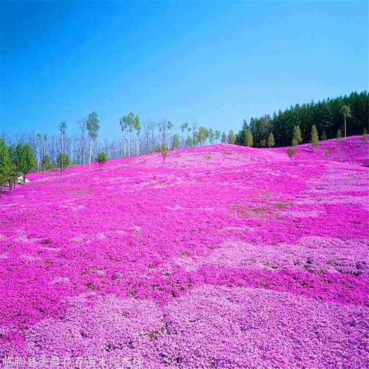 我场提供花海用苗芝樱基地现货供应芝樱花种子