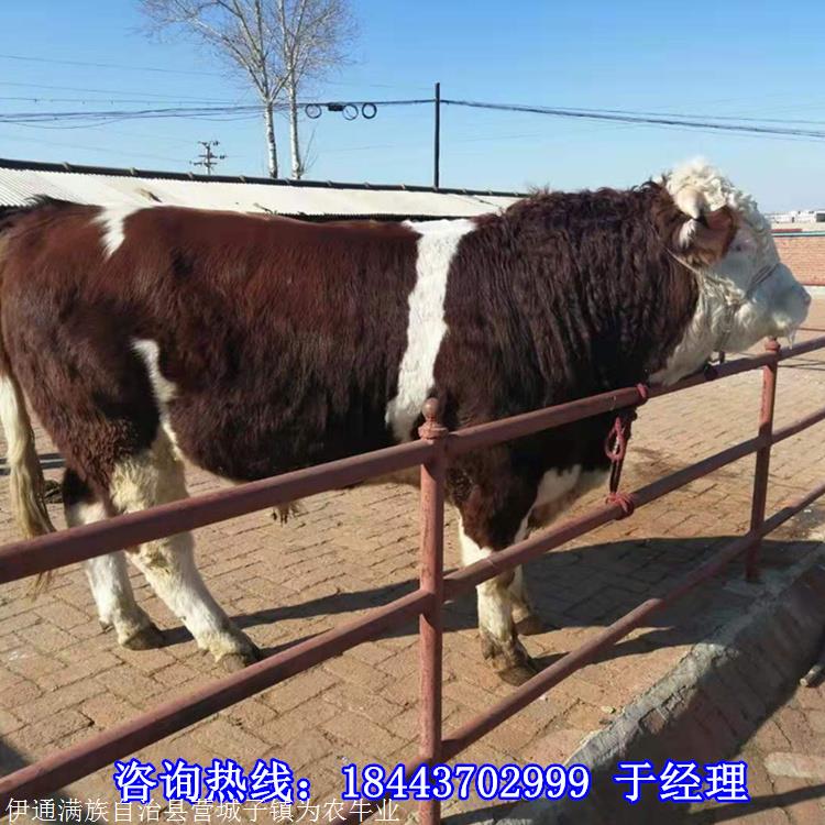400斤西门塔尔牛犊价格 西门塔尔牛市场