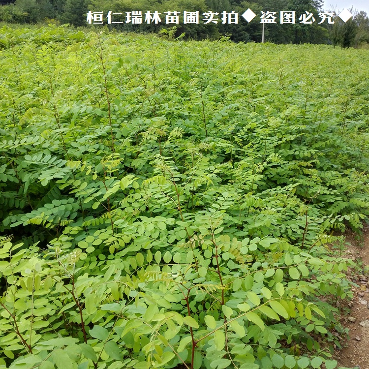 辽宁刺槐苗 刺槐小苗价格 刺槐树苗基地