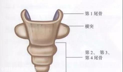 骨盆解剖-骶骨,尾骨,髂骨,坐骨,耻骨