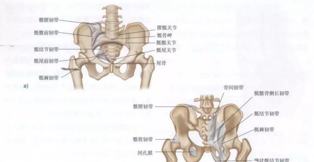 骨盆解剖骶骨尾骨髂骨坐骨耻骨