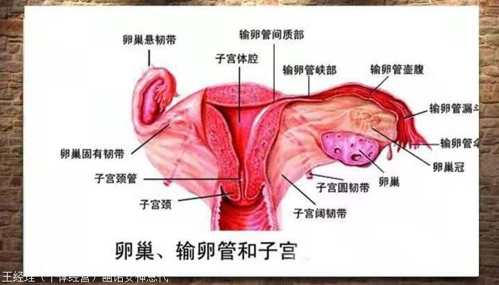 妇科凝胶排垃圾好还是不好 幽诺女神不排垃圾有效果吗