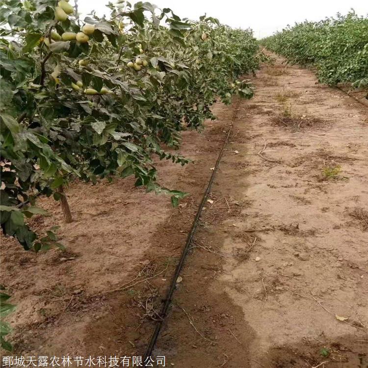 邢台果园滴灌管灌溉pe管水肥一体化
