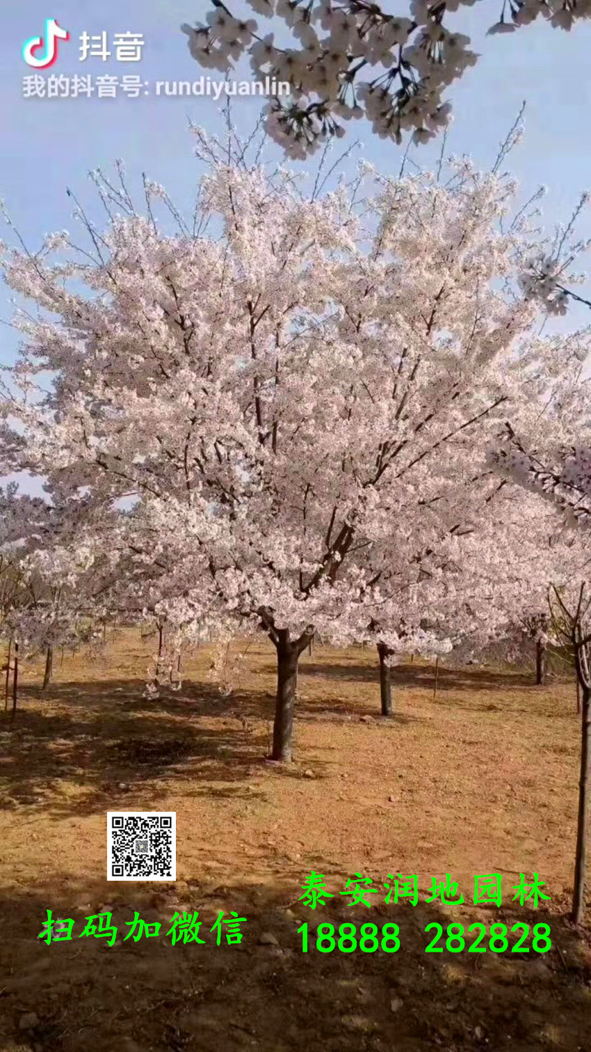 染井吉野樱花江户彼岸樱花阳光樱花价格小叶染井吉野广东