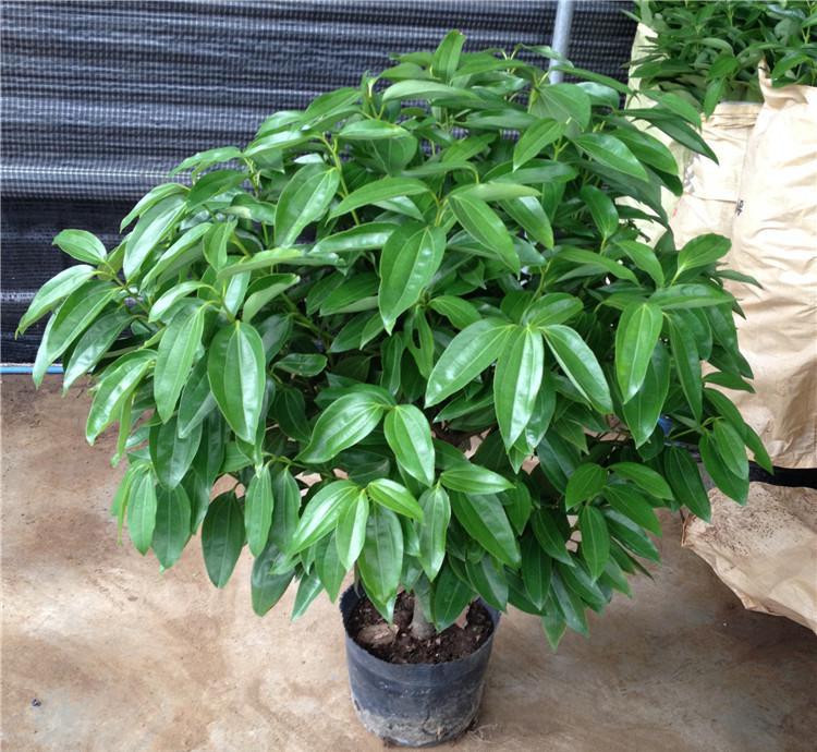 武汉公司苗木,绿色植物绿化租摆,租花木家庭鲜花植物租赁