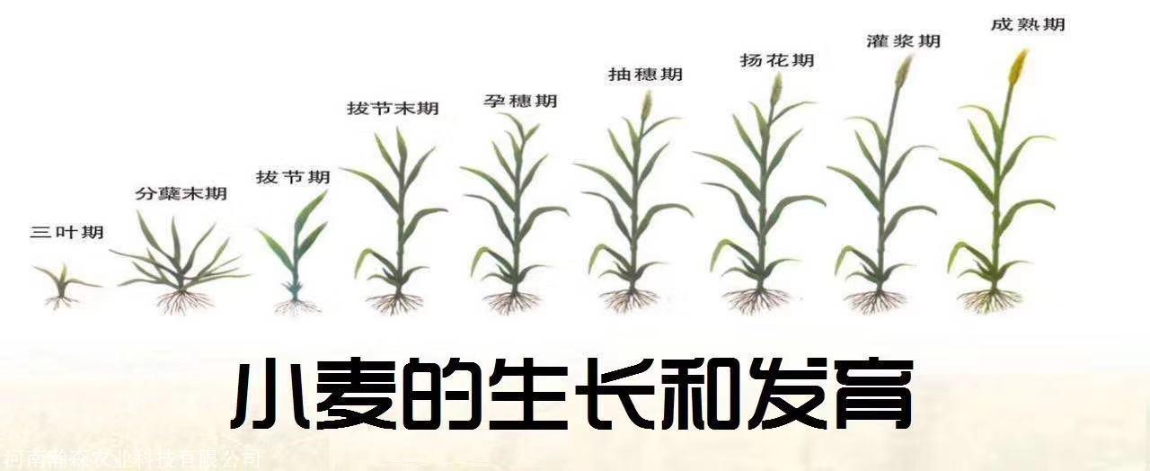 公司 产品展厅 >小麦种植管理 芸多乐小麦高产套餐     ▲小麦灌浆期