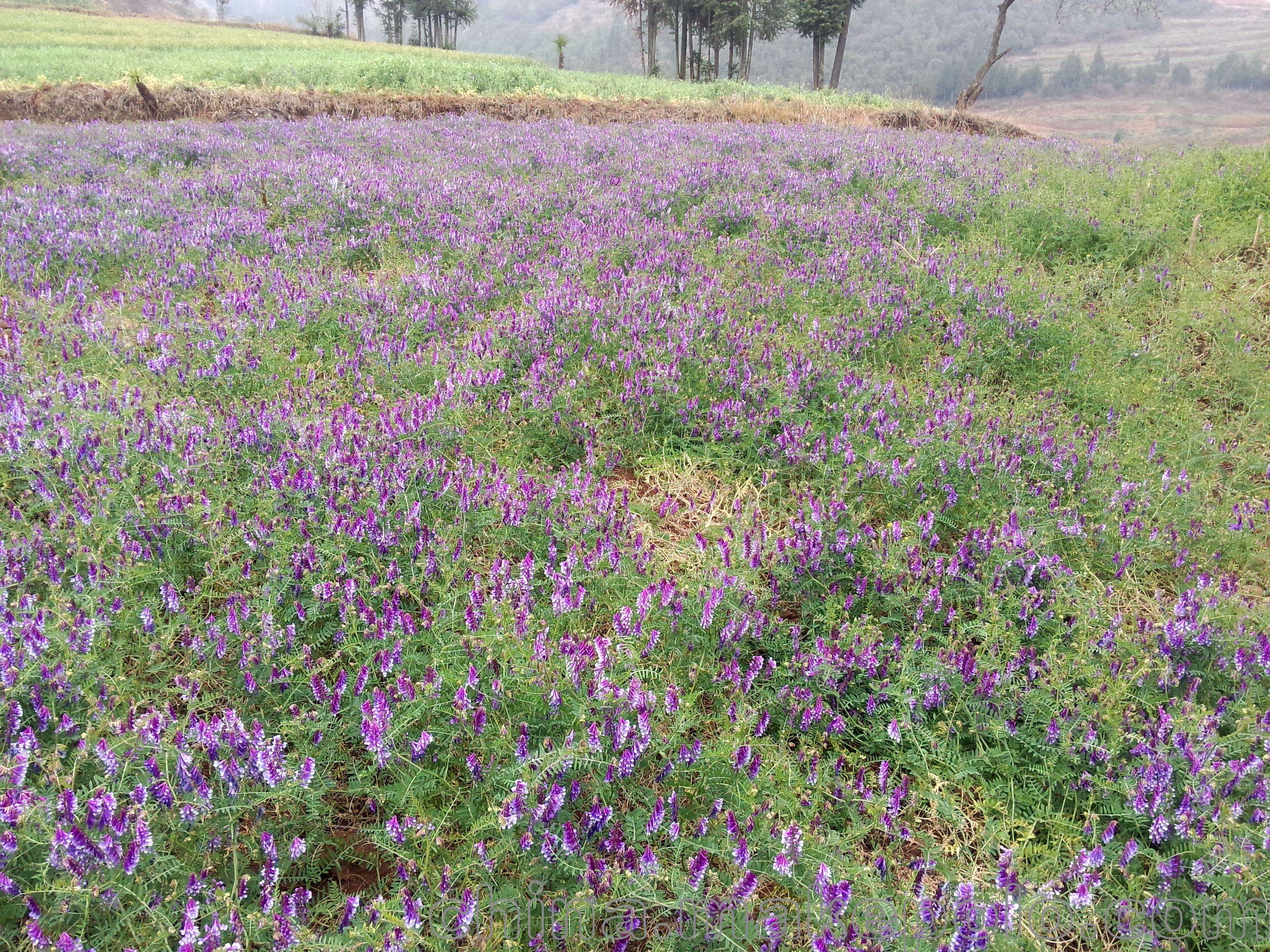 光叶紫花苕养蜂蜜源植物牧草草籽