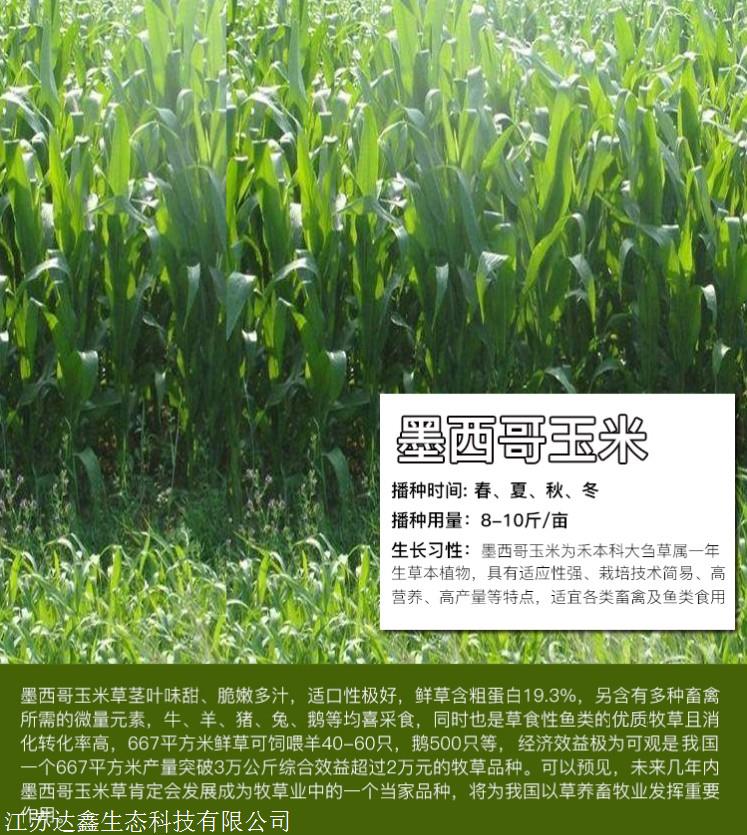 批发进口墨西哥玉米草量大有优惠