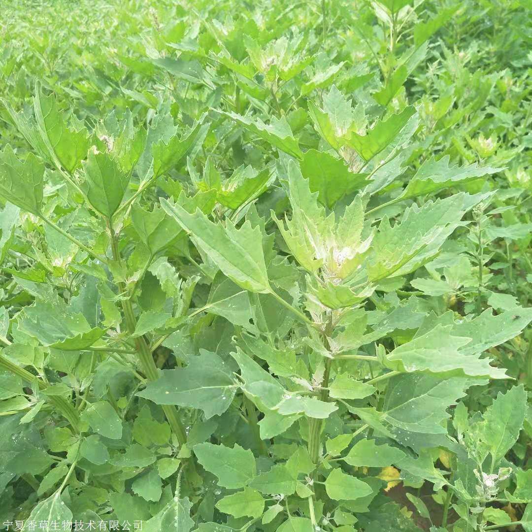 藜麦苗提取物36:1宁夏厂家现货供应藜麦苗粉80目 藜麦