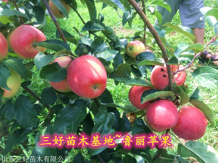 正宗鲁丽苹果苗繁育基地正宗鲁丽苹果苗基地