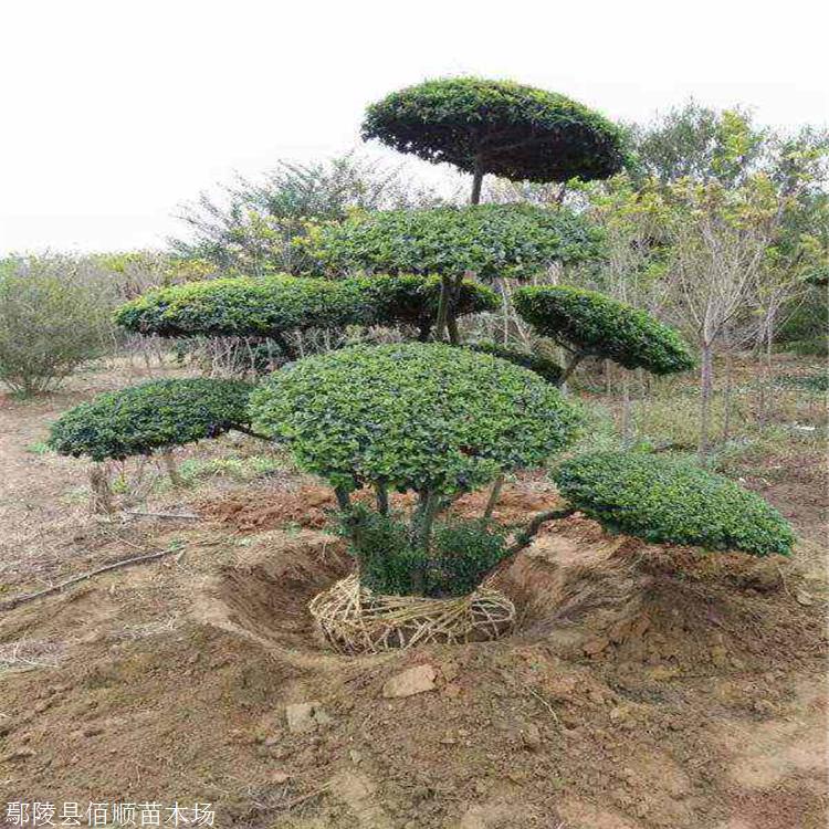 供应小叶女贞造型树苗圃大量批发景观造型树种