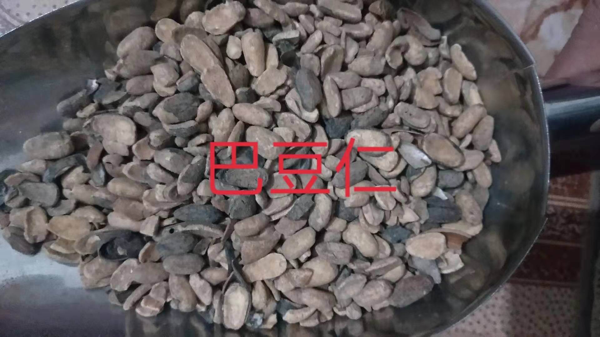 中药材批发巴豆仁巴豆仁批发价格