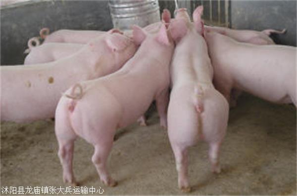 长白母猪 品种纯正母猪 长白公猪