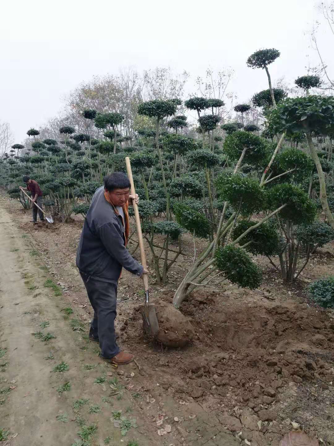 小叶冬青造型树