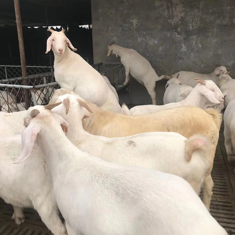 纯种小羊出售 厂家供应肉羊苗 种羊苗