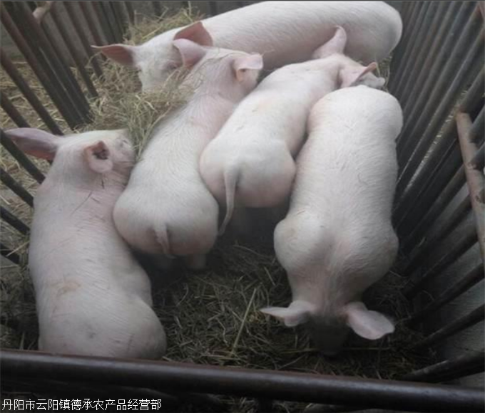 供应好品种小母猪30斤左右的太湖母猪价格泉州供应二元母猪