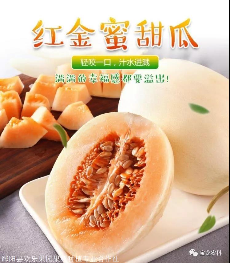 推荐效益超好两个甜瓜新品种-白富美和红金蜜