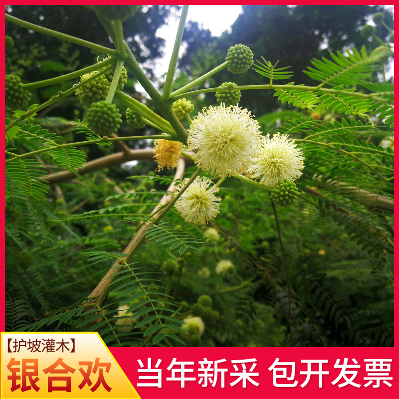 银合欢/银合欢种子灌木种子园林绿化固土护坡小灌木发芽率高