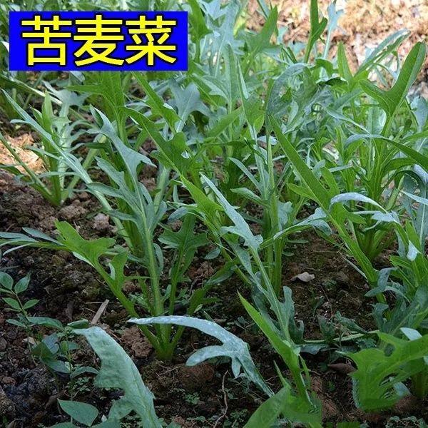 大叶牧草种子多年生苦荬菜种子鹅菜种子四季苦麦菜猪鸡鸭鹅种