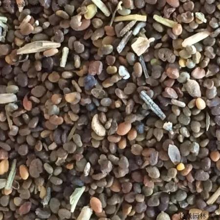 牧草种子 豆科优质沙打旺种子 麻豆秧沙地牧草种子