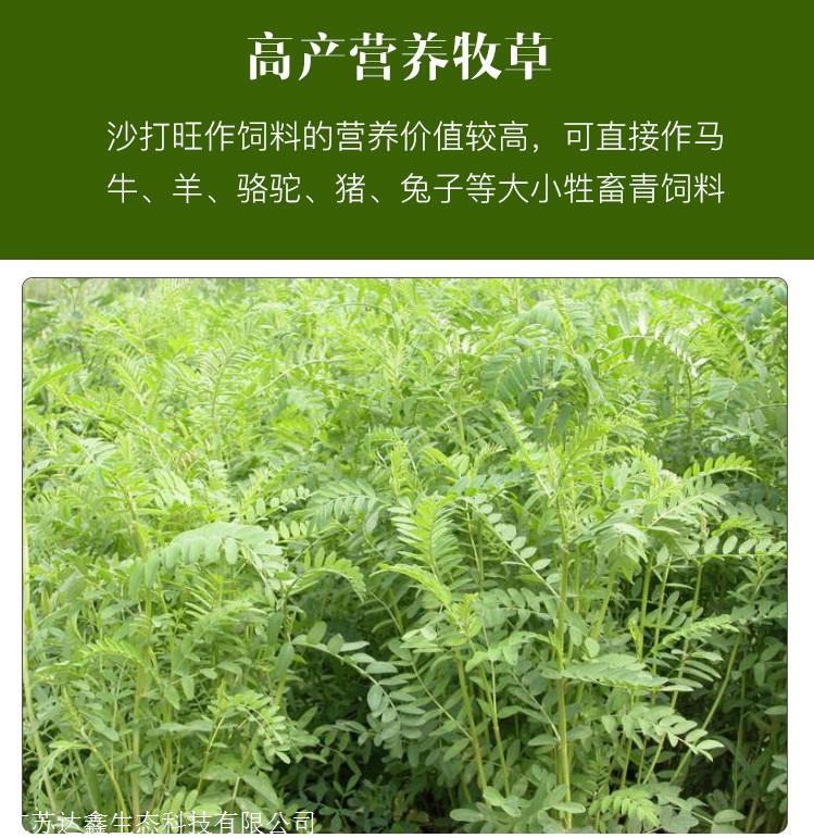 牧草种子豆科优质沙打旺种子麻豆秧沙地牧草种子