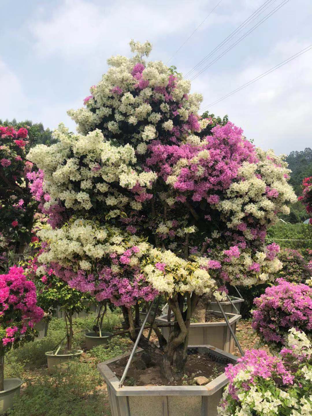 画报三角梅 印度画报三角梅盆栽 勒杜鹃 光叶子花 图片