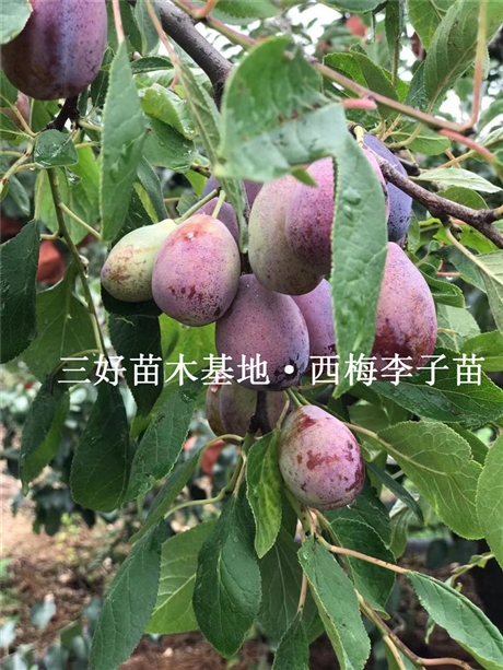 小西梅法兰西李子苗亩产量多少