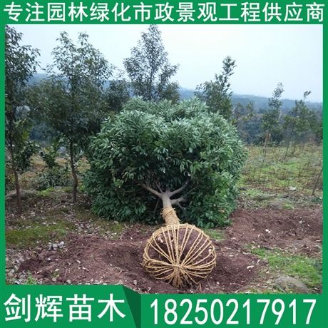 天竺桂移植苗 天竺桂树苗 天竺