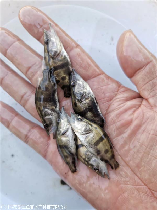 桂花鱼苗 桂花鳜鱼苗 淡水养殖