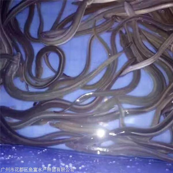 汕尾白鳗鱼苗批发,白鳗鱼苗批发价格多少