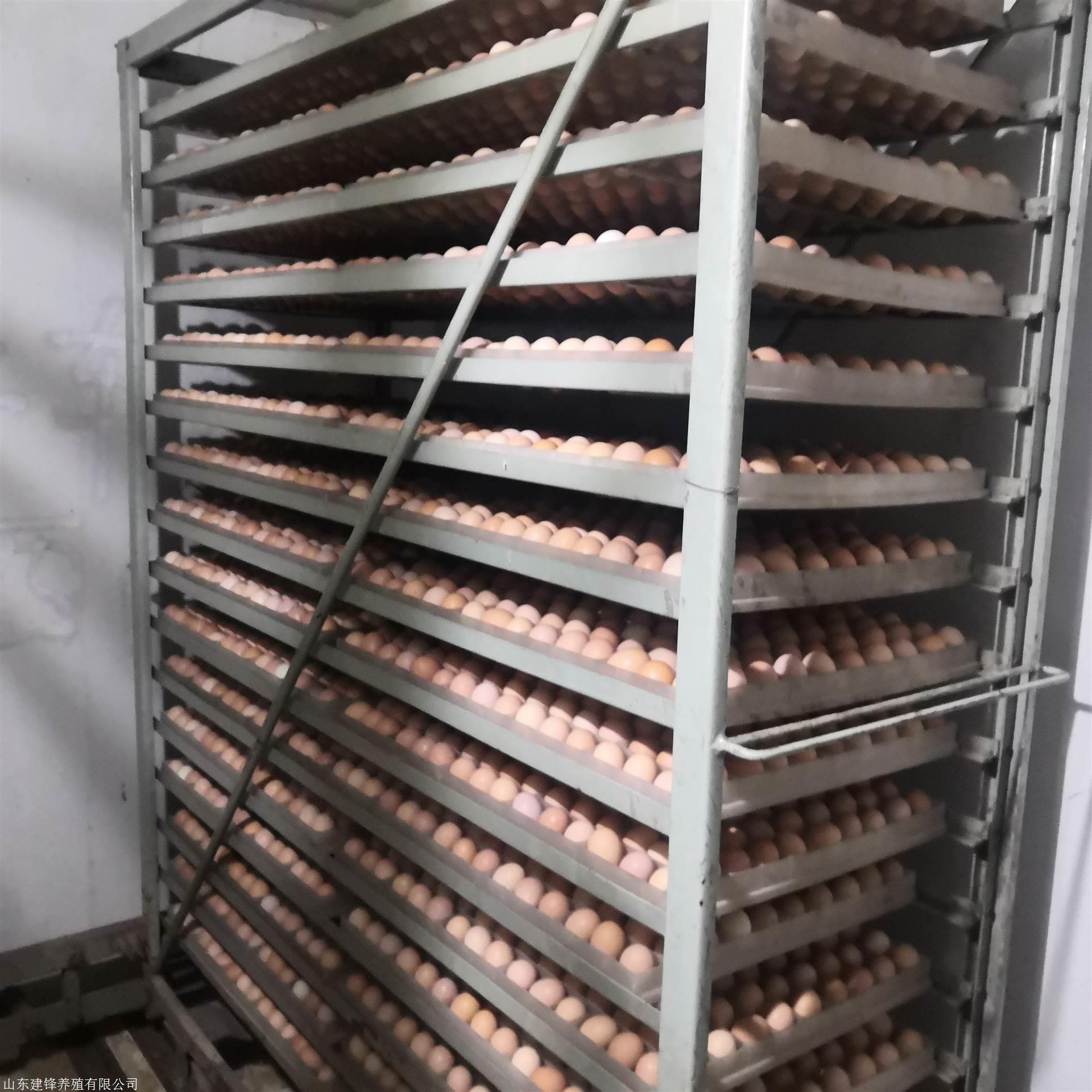 芦花蛋鸡苗 大型鸡苗孵化场 家禽珍禽种蛋