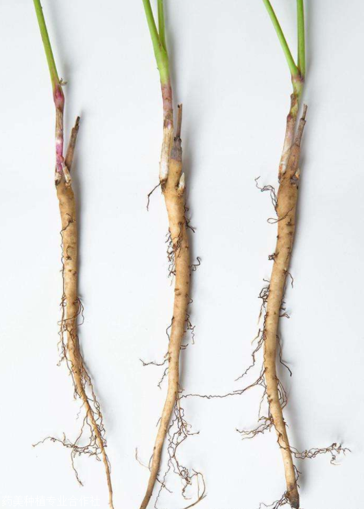 选址:牡丹花是肉质地深根茎绿色植物,在选址时应取地形高燥,易排水