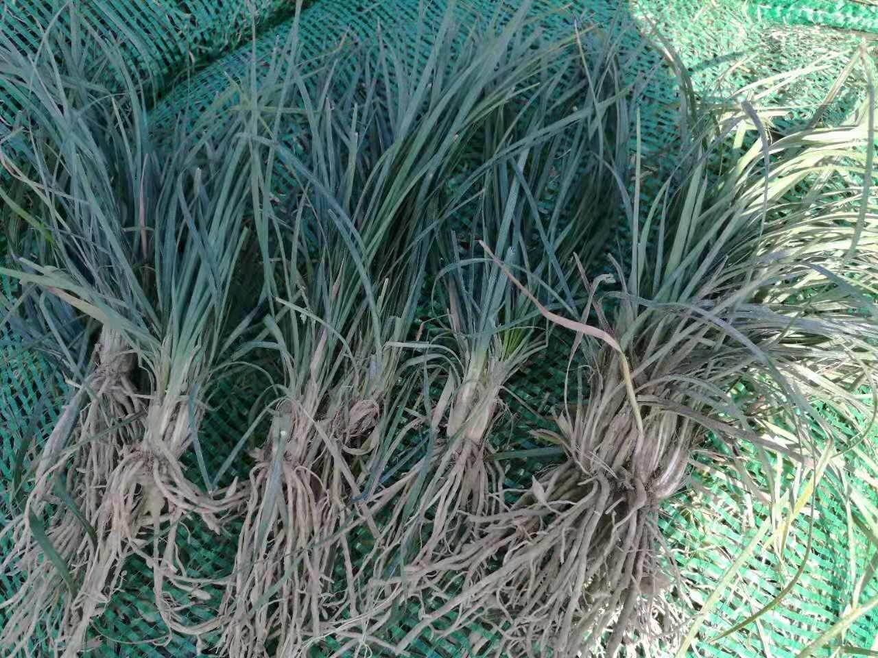 大量供应河南麦冬草鄢陵麦冬草