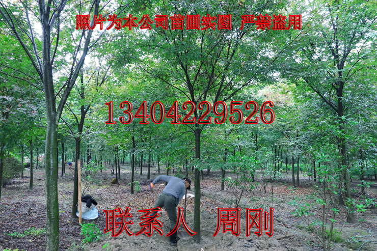 江苏苗木基地 江苏省花木公司 江苏苗圃苗木公司 苏州