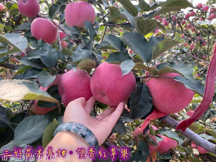 望乡红苹果苗图文结果展示新苹果苗繁育基地