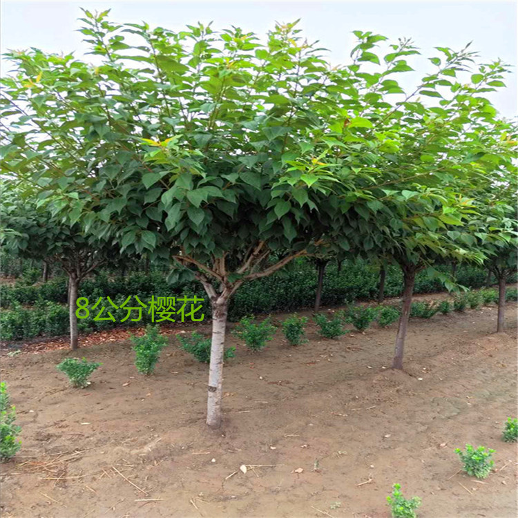 山东泰安樱花树种植基地 樱花树苗价格 五公分樱花树装车价格