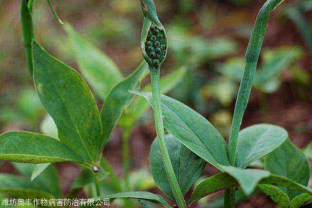 半夏叶斑病半夏块茎腐烂病半夏软腐病的症状及防治用药方法