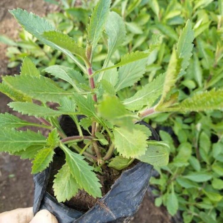 柳叶马鞭草 山东柳叶马鞭草 柳叶马鞭草种子 马鞭草种植技术