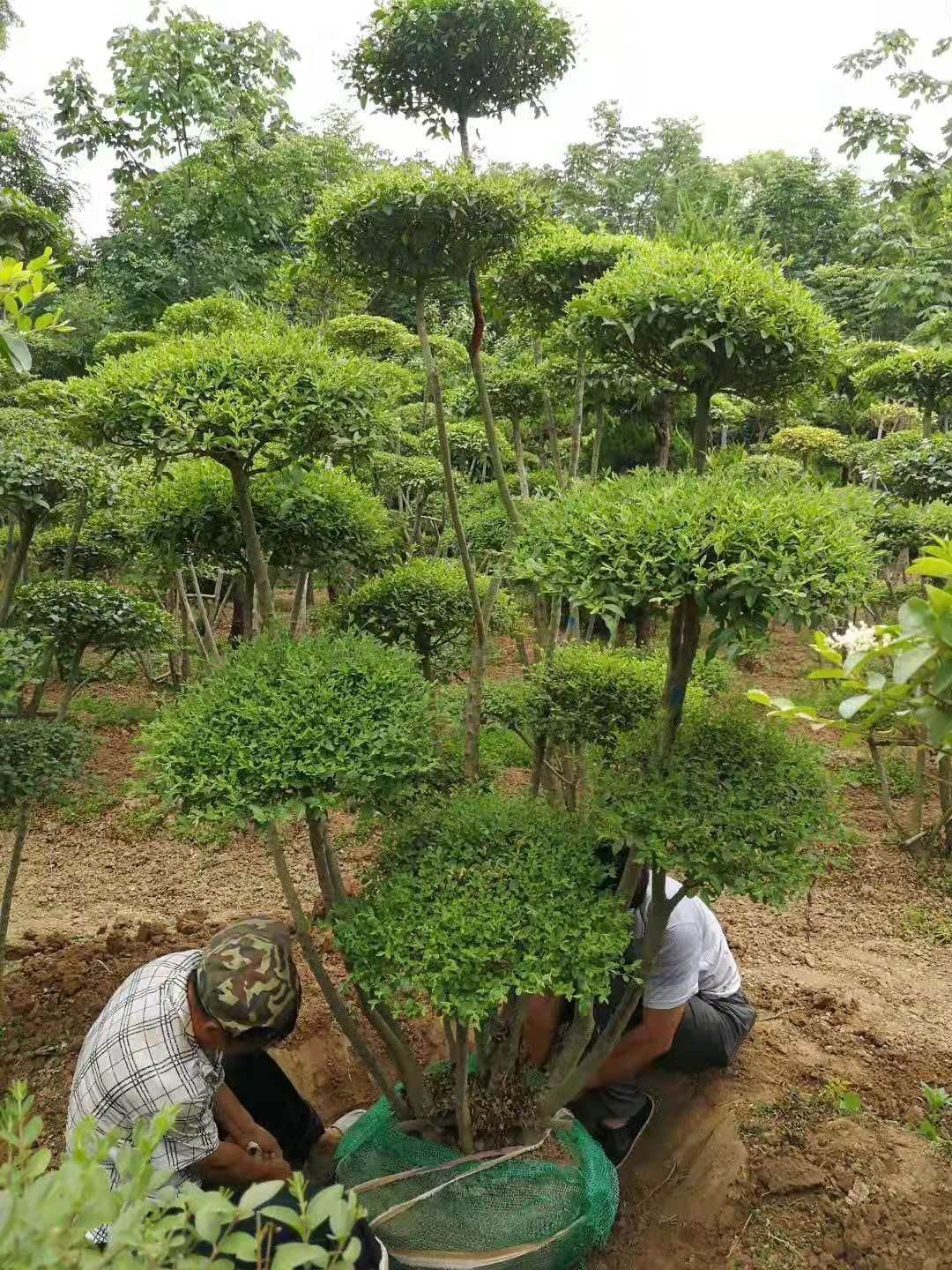 求购小叶女贞造型树注意了