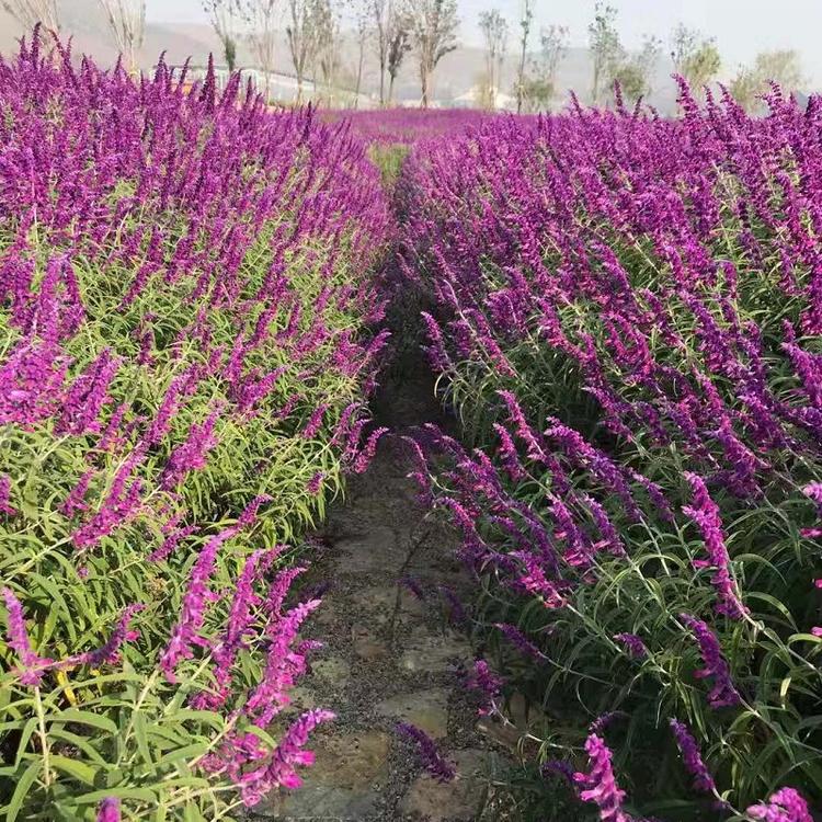 墨西哥鼠尾草 墨西哥鼠尾草批发 墨西哥鼠尾草行情 墨西哥鼠尾草